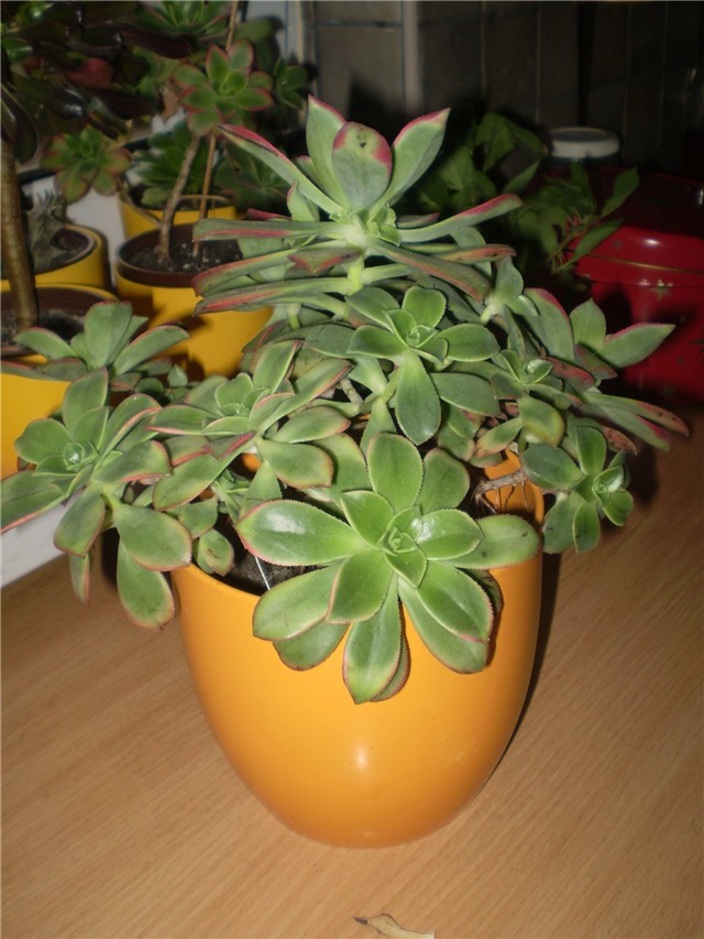 aeonium